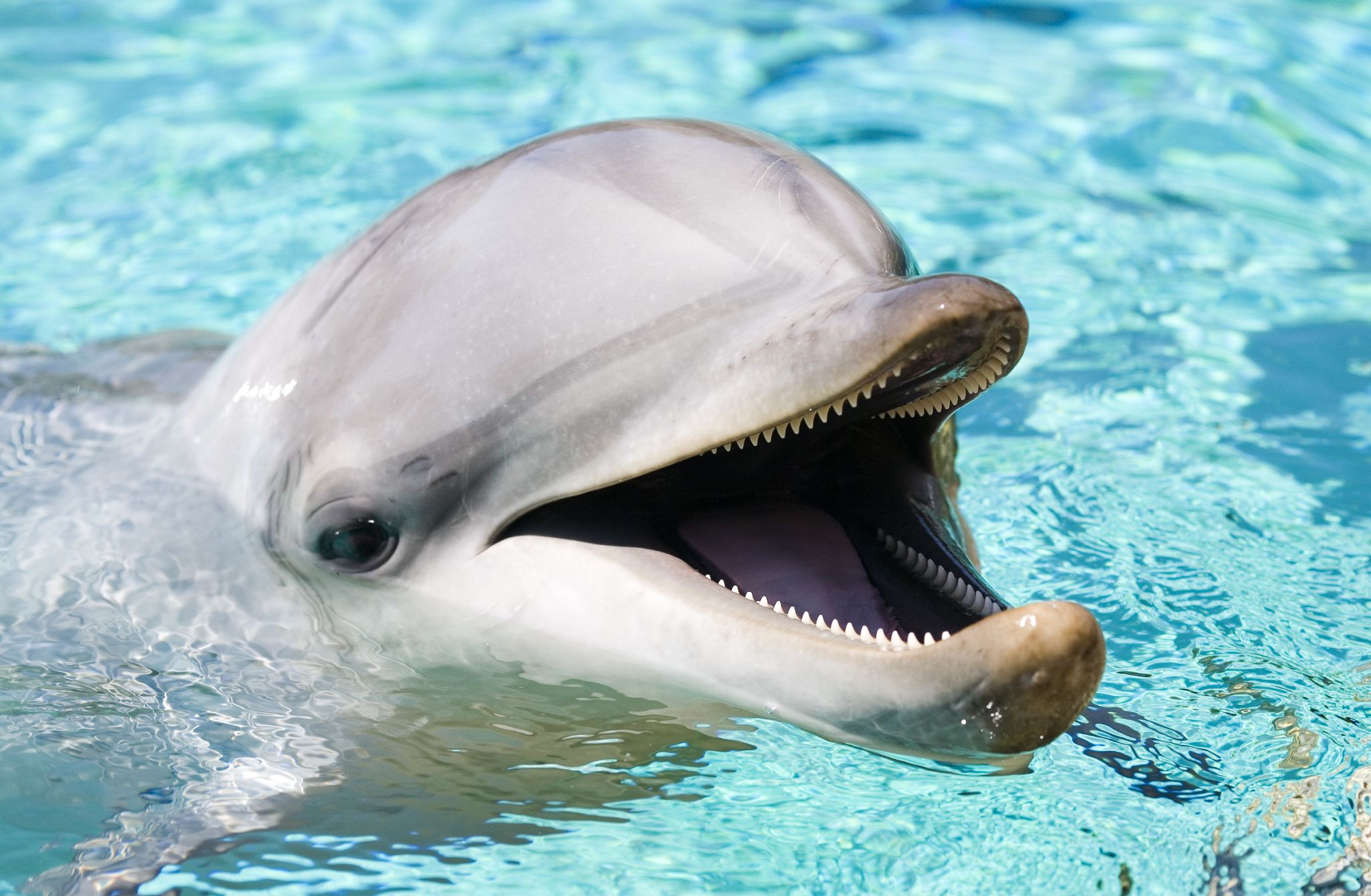 dolphin face