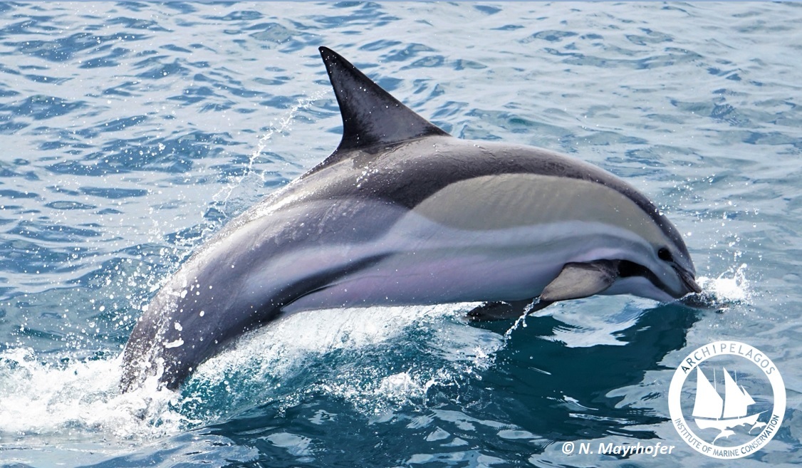 arxipelagos dolphin