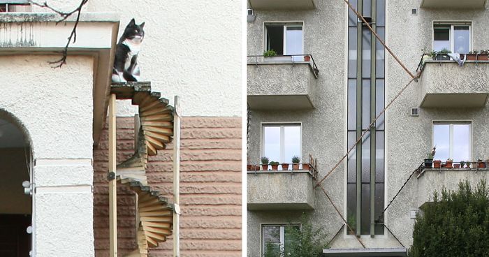 swiss cat ladders photography brigitte schuster