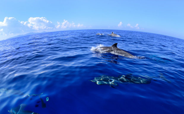 delfinia metanastefsh