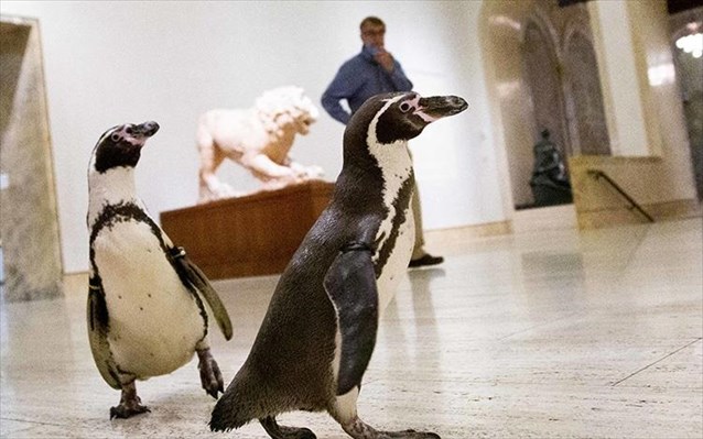 museum penguins